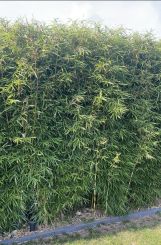 Fargesia Robusta Campbell 150-175cm in 10 liter pot