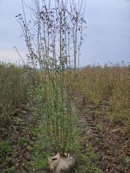 Liguster Atrovirens 225-250cm met kluit