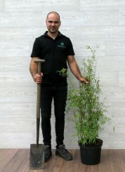 Fargesia Jiuzhaigou 100-150cm in 5 liter pot 
