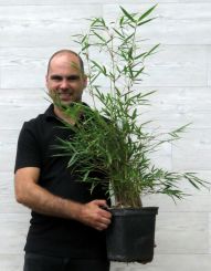 Fargesia robusta Campbell 100-150cm in 5 liter pot