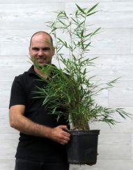 Tuinbamboe Fargesia rufa niet woekerend