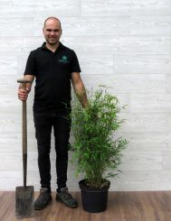 Fargesia Winter Joy 100-125cm (in 10 Ltr pot)