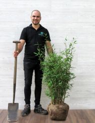 Fargesia Winter Joy 180-200cm met kluit