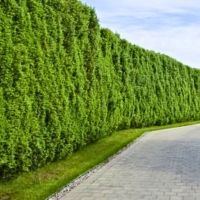 Thuja Brabant 500-550cm
