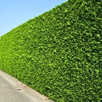 Thuja Brabant 400-450cm