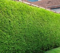 Levensboom Thuja Brabant hoogte 2,25 meter