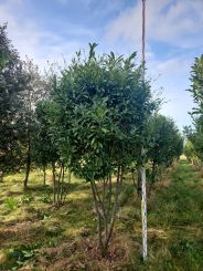 Laurier Caucasica als haag op stam. meerstammig opgeknipt als umbrella shape. solitair 4 x verplant