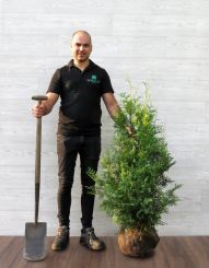 Thuja Brabant 100-125cm met kluit