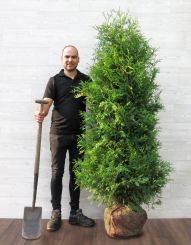 Thuja Brabant 180-200cm met kluit