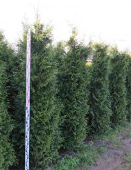 Donkergroene Thuja 225-250cm met kluit