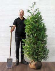 Donkergroene Thuja 150-175cm met kluit