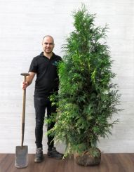 Donkergroene Thuja 180-200cm met kluit