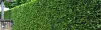 Donkergroene Thuja 650-700cm - kluit