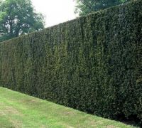 Taxus 350-400cm Solitair 4xV