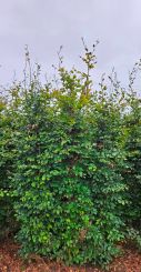 Hogehagen.nl groene beuken met een hoogte van 2 tot 3 meter