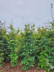 Hogehagen.nl groene beuken met een hoogte van 2 tot 3 meter