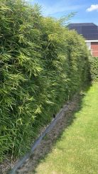 Fargesia robusta Campbell 175-200cm - pot 10L