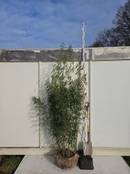 Fargesia robusta Campbell 180-200cm met kluit