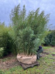 Fargesia robusta Campbell 300+cm Solitair 100-150cm breed