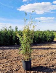 Fargesia Jiuzhaigou 125-150cm pot