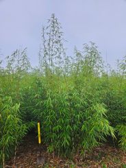 Fargesia robusta Campbell 250-275cm Solitair 80-100cm breed