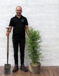 Fargesia Robusta Campbell 80-100cm met kluit