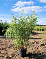 Fargesia Rufa 100-125cm pot