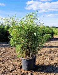 Fargesia Rufa 100-125cm pot extra