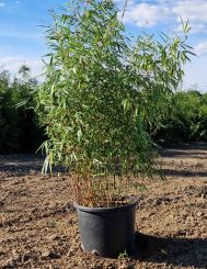 Fargesia Rufa 125-150cm pot extra