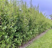 Fargesia Winter Joy 180-200cm met kluit