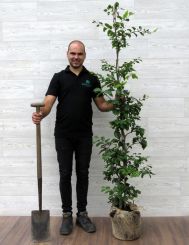 Groene Beuk 150-175cm