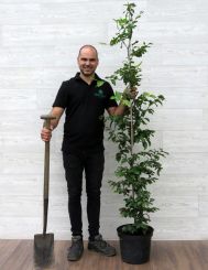 Groene Beuk 150-175cm pot