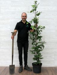 Groene Beuk 150-175cm (7.5 ltr pot) 