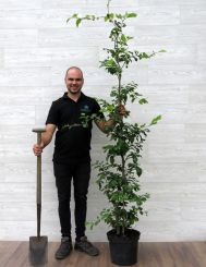 Groene Beuk 180-200cm pot