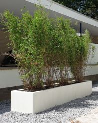 Fargesia Volcano 100-125cm in 10 liter pot