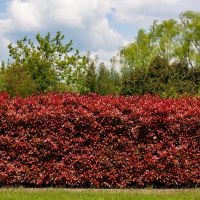 Glansmispel 'Red Robin' 200-250cm - kluit