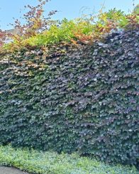 Rode Beuk 125-150cm (5 ltr pot) 