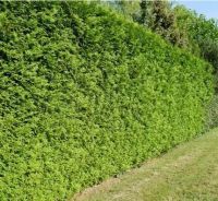 Thuja Brabant hoge conifeer 3 a 3,5 meter 