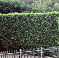 Laurier Caucasica 225-250cm met kluit