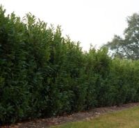 Laurier Elly 225-250cm 