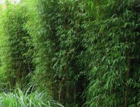 Fargesia Jiuzhaigou 175-200cm - pot 30L