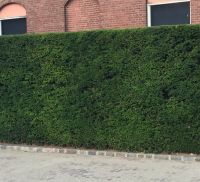 Taxus baccata 200-225cm