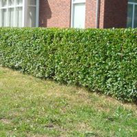 Groene Beuk 100-125cm (5 ltr pot) 