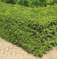 Taxus 100-120cm met kluit