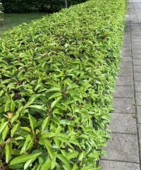 Portugese Laurier 80-100cm