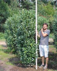 Laurier Elly 200-225cm met kluit