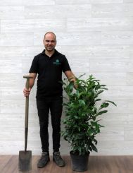 Laurier Genolia 80-100cm pot