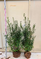 Liguster Atrovirens 125-150cm Ø40-50cm