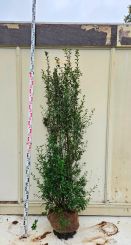 Liguster Atrovirens 150-175cm Extra