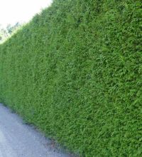 Donkergroene Thuja 225-250cm Solitair 3xV